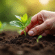 Main plantant une passiflore dans sol humide en plein jour